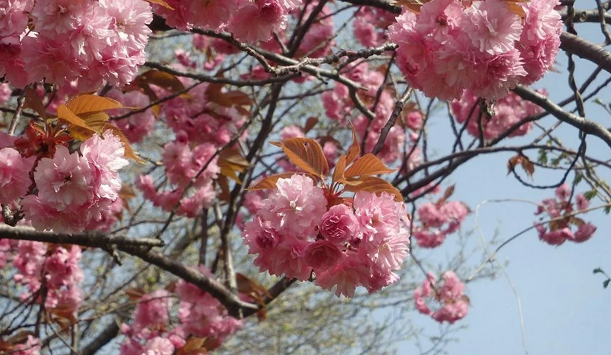 旭山公園的八重櫻