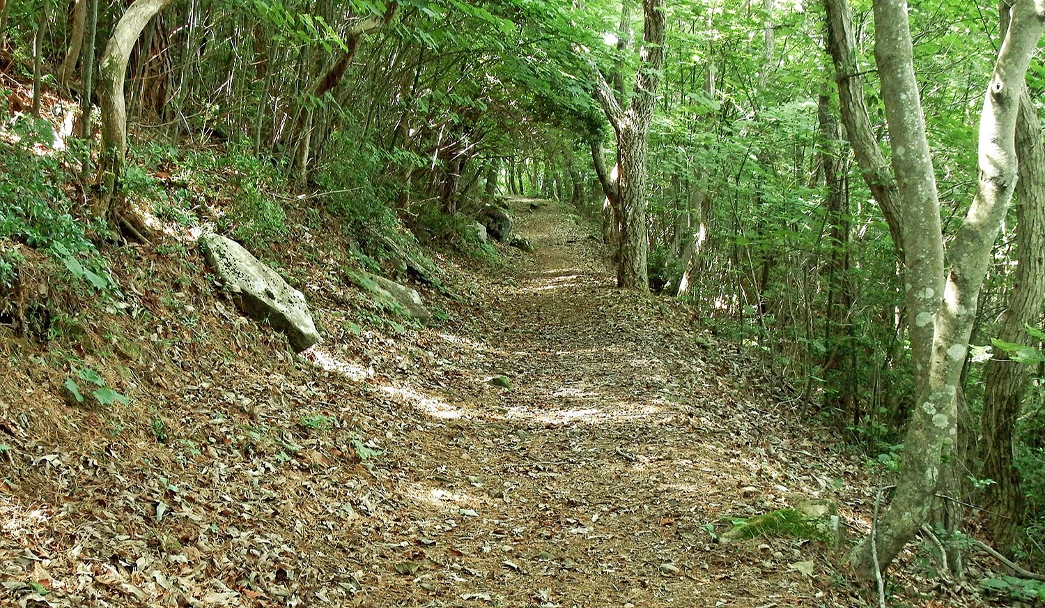 山區步道及林道