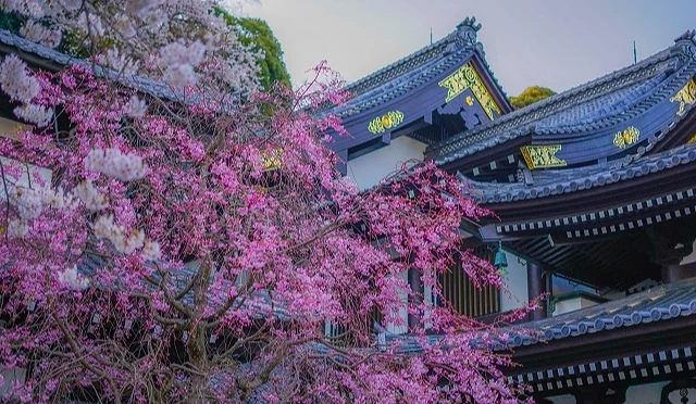 長谷寺觀音堂前盛開的粉嫩櫻花,背景為擁有黑色瓦片與金色裝飾的傳統日式寺廟建築
