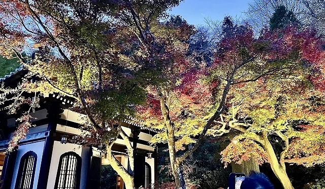 色彩斑斕的楓樹在燈光照射下呈現紅、橙、綠交織的層次,與左側帶有傳統黑白牆面及圓拱窗設計的日式建築交相輝映