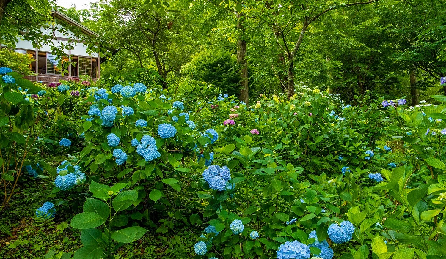 京都大原三千院的繡球花園