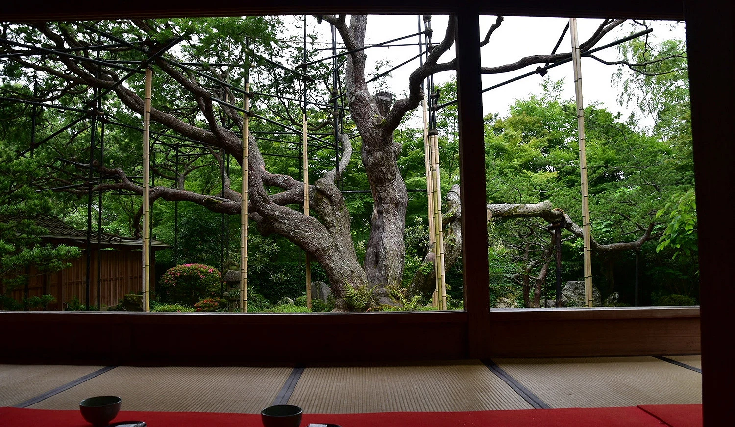 京都大原「寶泉院」的庭園