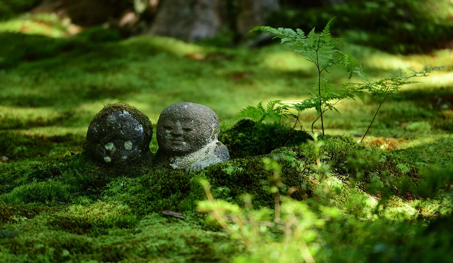 三千院苔庭之中的童地藏