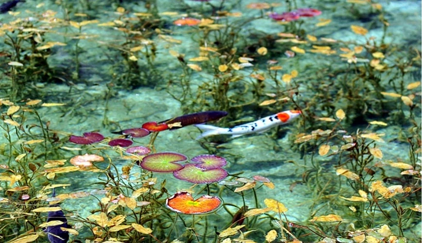 色彩斑斕的水池內有魚群