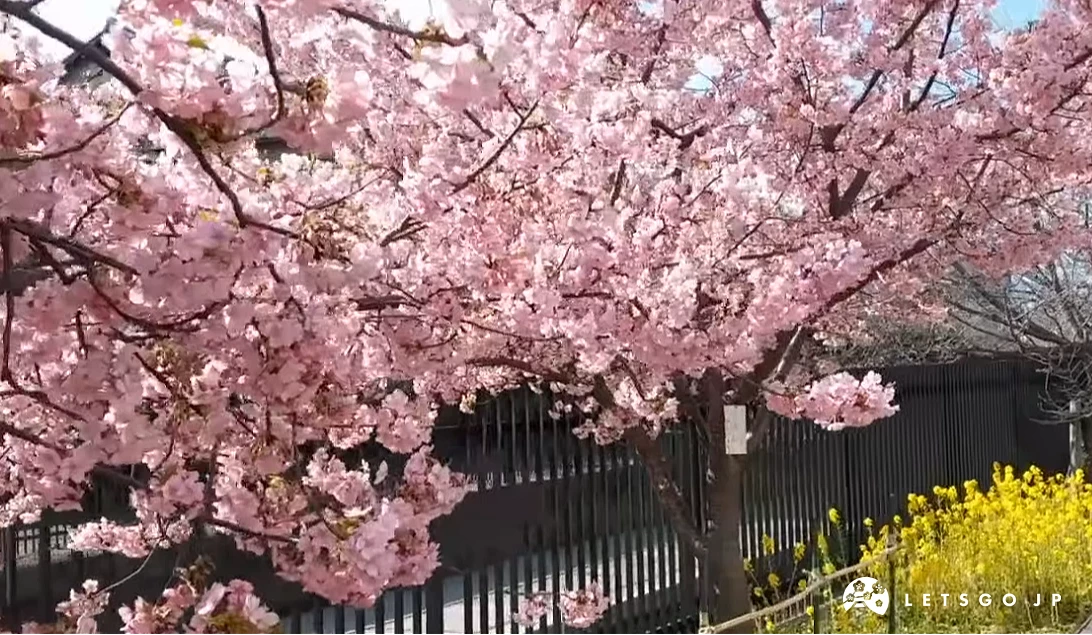 淀水路與河津櫻