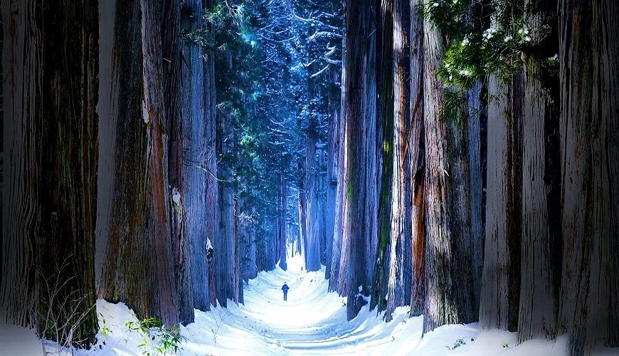 巨大杉木與雪景