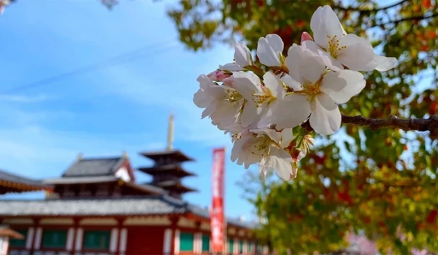 大阪四天王寺春季盛開的櫻花近景,背景中虛化的五重塔與金堂在藍天映襯下若隱若現,展現出古寺優雅的季節感