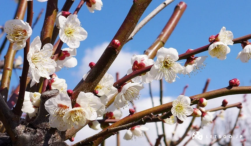白梅花