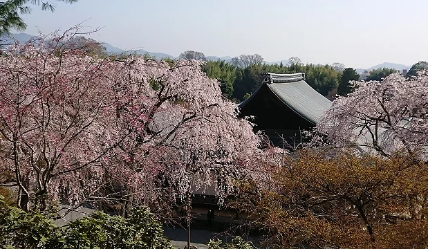 天龍寺春季櫻花盛開景色,粉色枝垂櫻環繞寺院屋頂