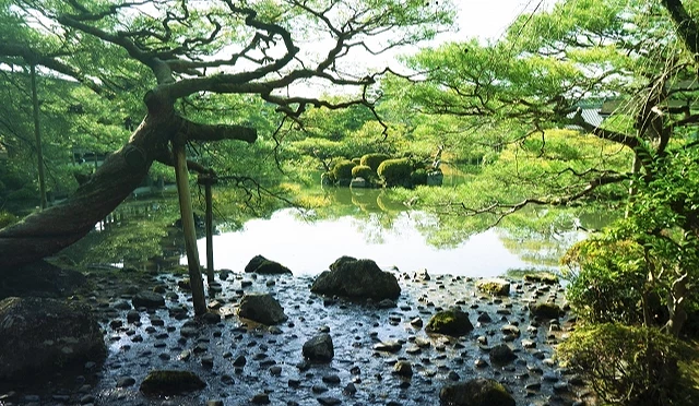 京都日式庭園中,低垂的松樹枝幹橫跨池畔,前景散落大小不一的石頭與淺水,水面倒映綠意樹影