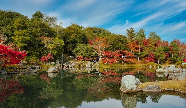 秋季的天龍寺曹源池庭園,池畔楓樹染上紅、橙、綠交錯的色彩,藍天映照下的水面清晰倒映紅葉與岩石