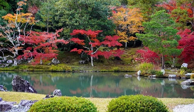 天龍寺曹源池庭園秋景,紅葉環繞池塘,水面映出楓樹與岩石