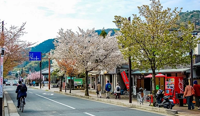 京都嵐山春天街景,道路兩旁櫻花盛開,行人與商店林立