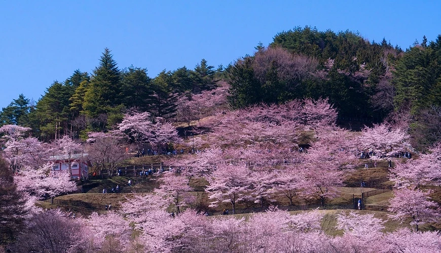 新倉山淺間公園的滿開櫻花