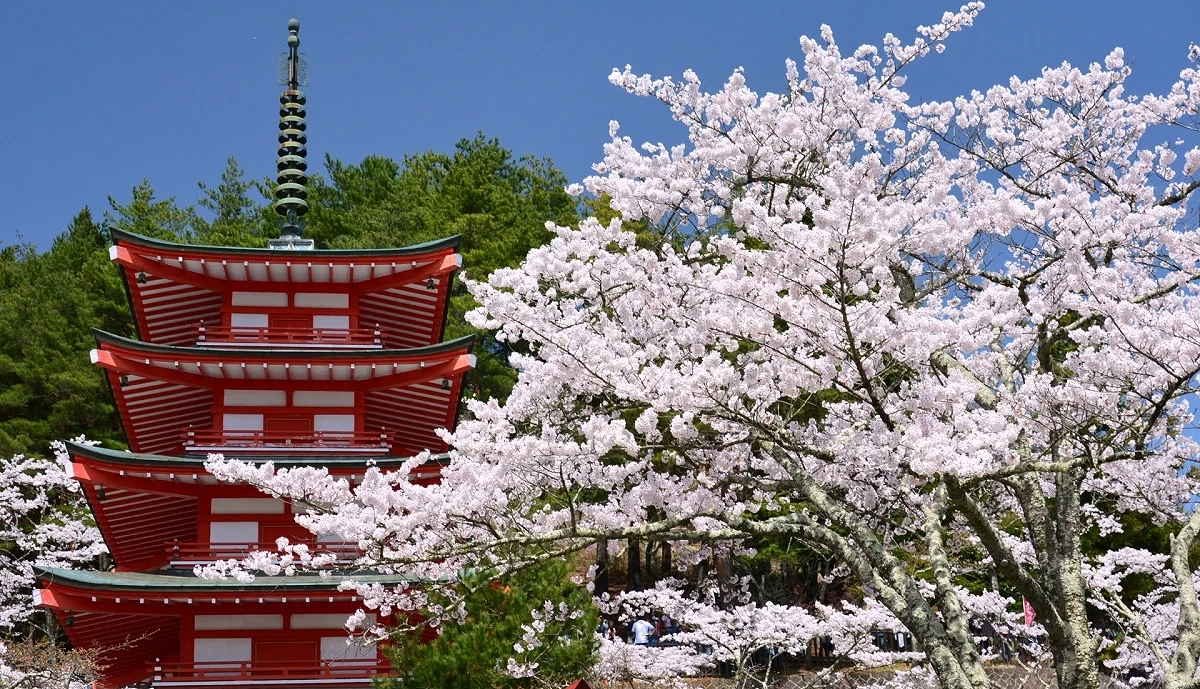 新倉山淺間公園的五重塔與櫻花