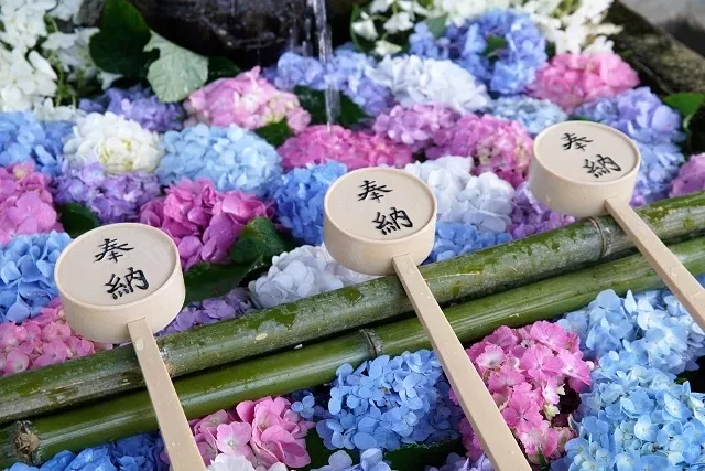 日本繡球花（紫陽花）攻略：鎌倉、京都、福岡30大名所、花語花期