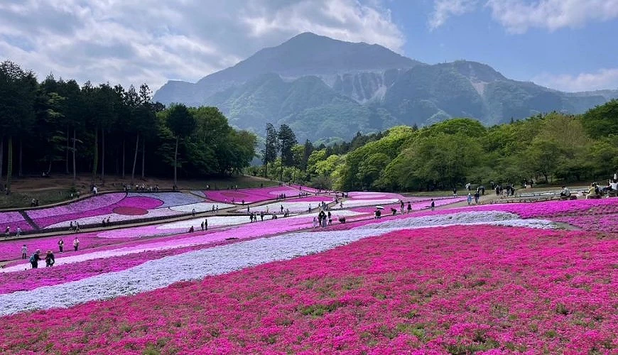 羊山公園芝櫻之丘
