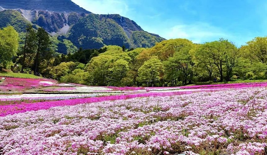 武甲山下的芝櫻田