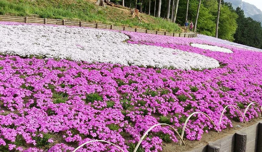 用白色芝櫻圍出的心型形狀