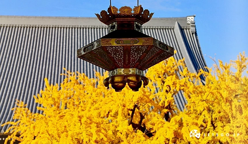 以御影堂、燈籠為背景的金黃銀杏