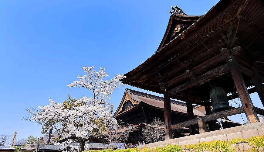 櫻花與善光寺鐘樓