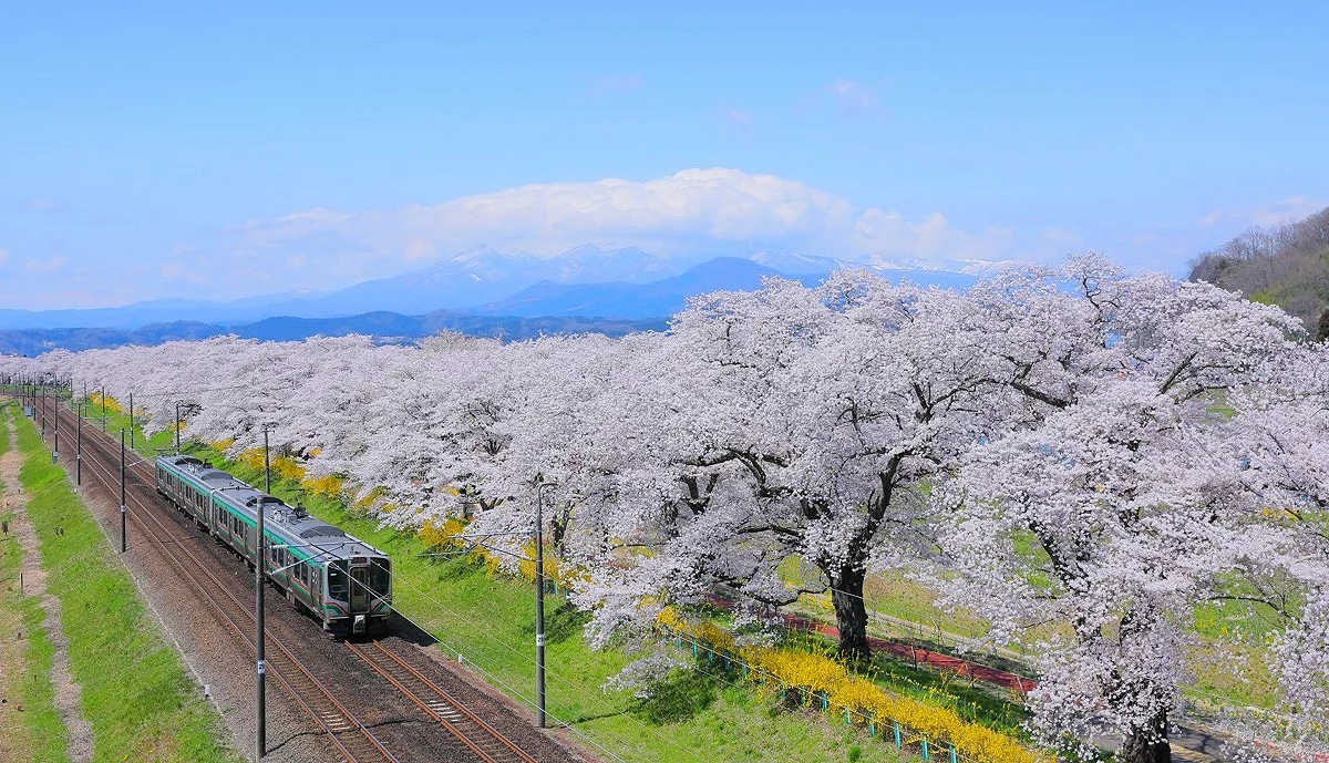 白石川堤一目千本櫻電車同框景色,櫻花隧道、行駛中的列車與遠方藏王連峰雪山