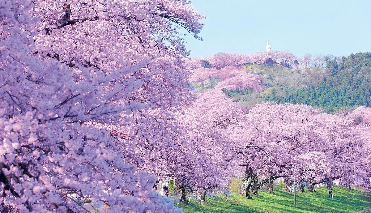 春季盛開的櫻花沿河岸綿延成列,粉色花海與蜿蜒河道相映,在藍天與遠山襯托下,呈現開闊而明亮的仙台春日風景