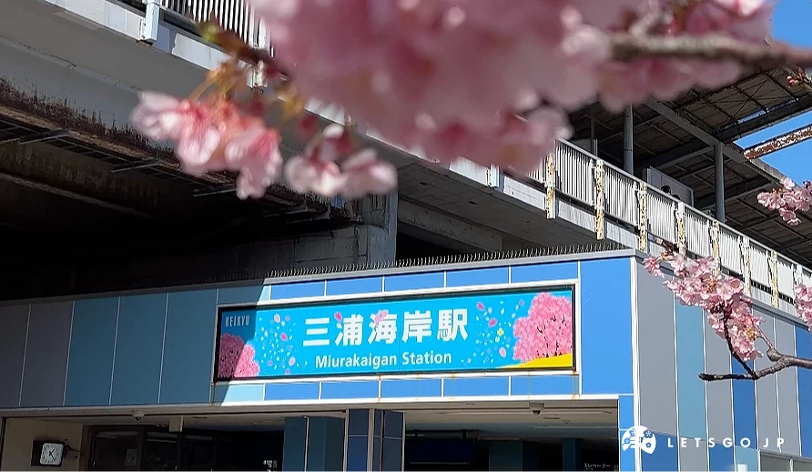三浦海岸車站前盛開的粉紅河津櫻