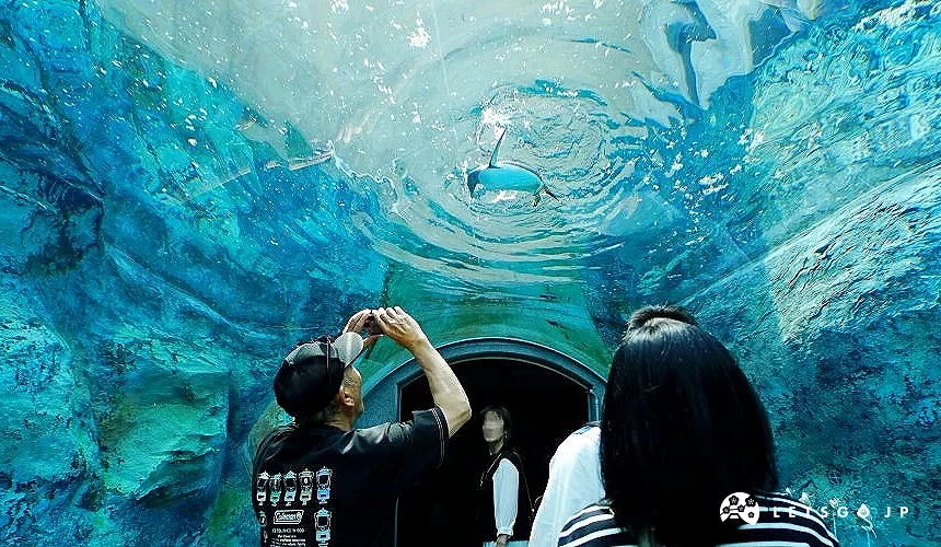 在地下水中隧道欣賞企鵝游泳之姿