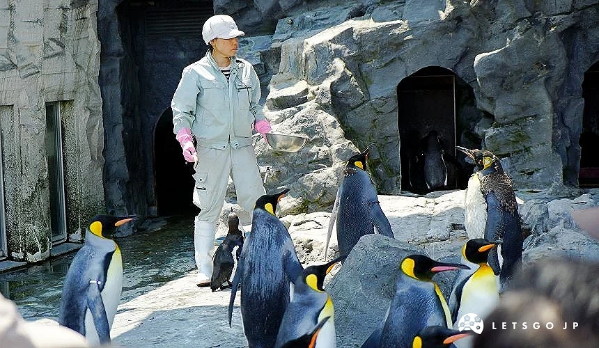 企鵝餵食秀