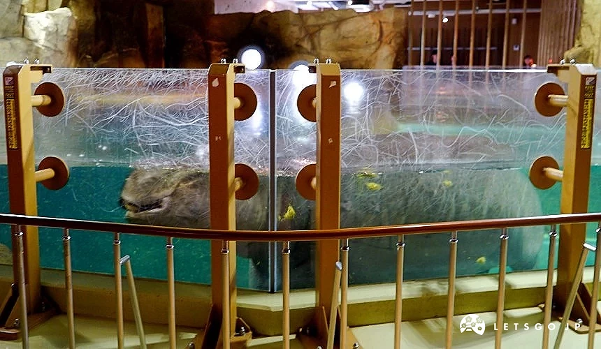 河馬在透明水池游泳的模樣