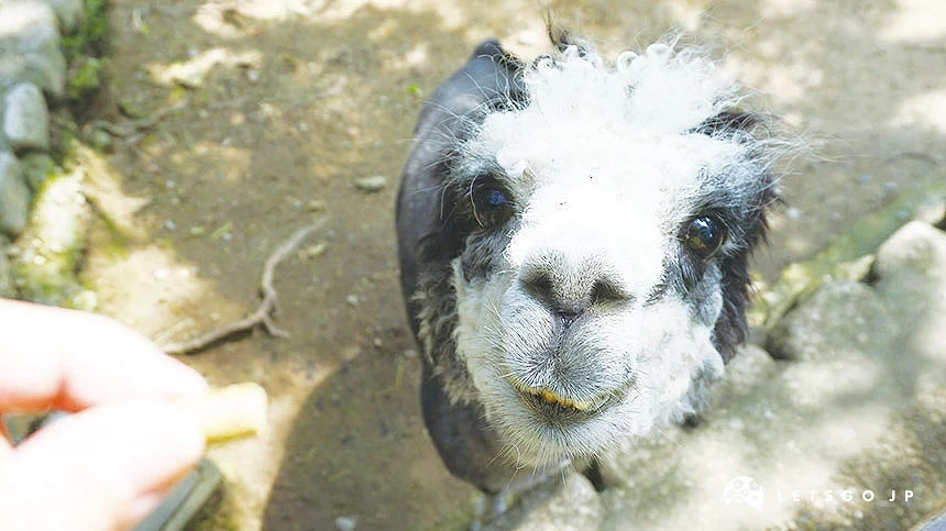五月山動物園的可愛羊駝