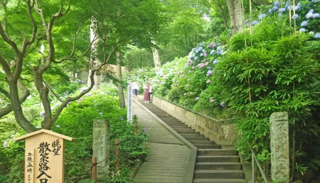 鎌倉長谷寺攻略：交通、門票、開放時間，紫陽花步道預約與必看重點