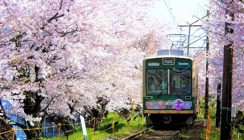 櫻花盛開的嵐山,嵐電列車緩緩行駛於鐵道上
