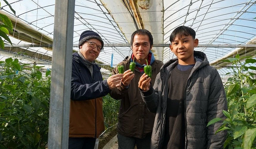 三名男子在溫室農園內併肩合照,手中各拿著一顆剛採摘下的新鮮綠色甜椒,神情愉快。