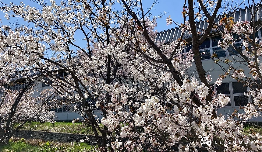 粉色千鳥櫻
