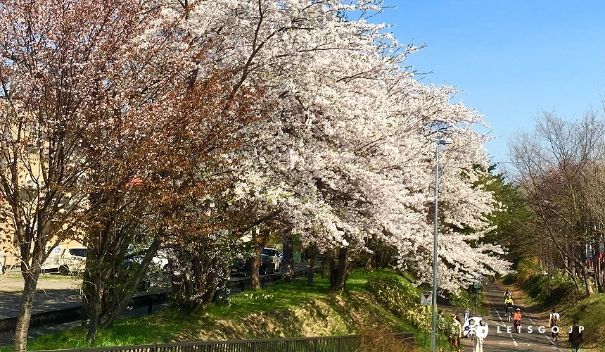 大顆櫻花樹盛開與藍天背景