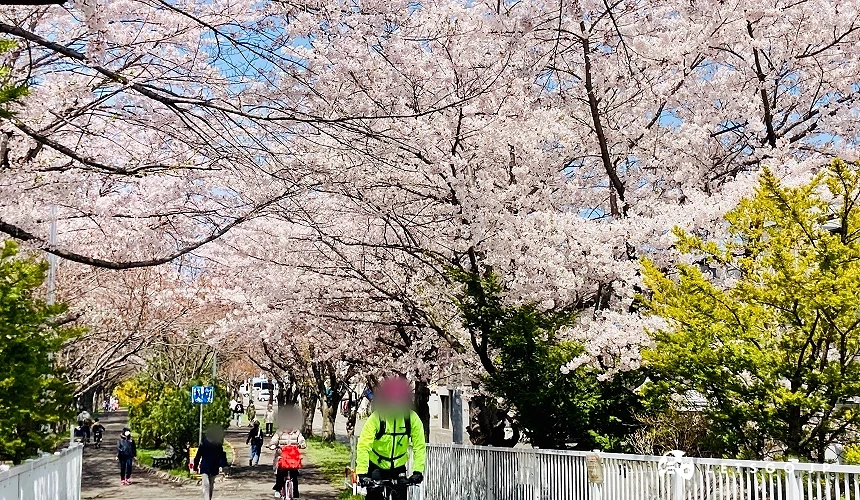 粉色櫻花隧道與下方行人