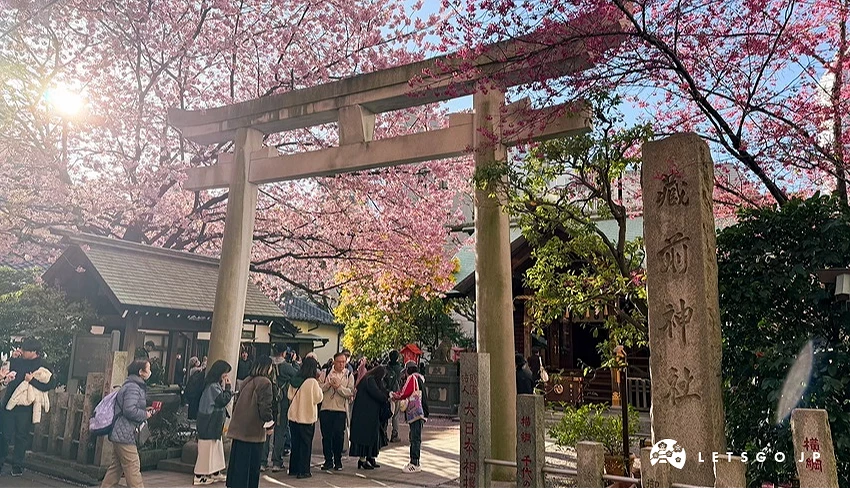 藏前神社的櫻花與金合歡在春天同時盛開