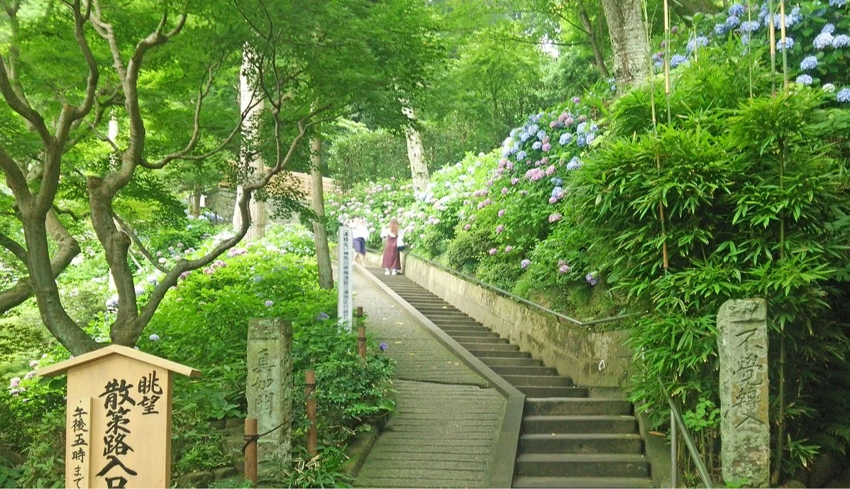 長谷寺紫陽花步道