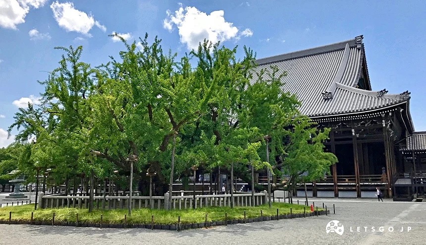 夏季時翠綠茂密的大銀杏
