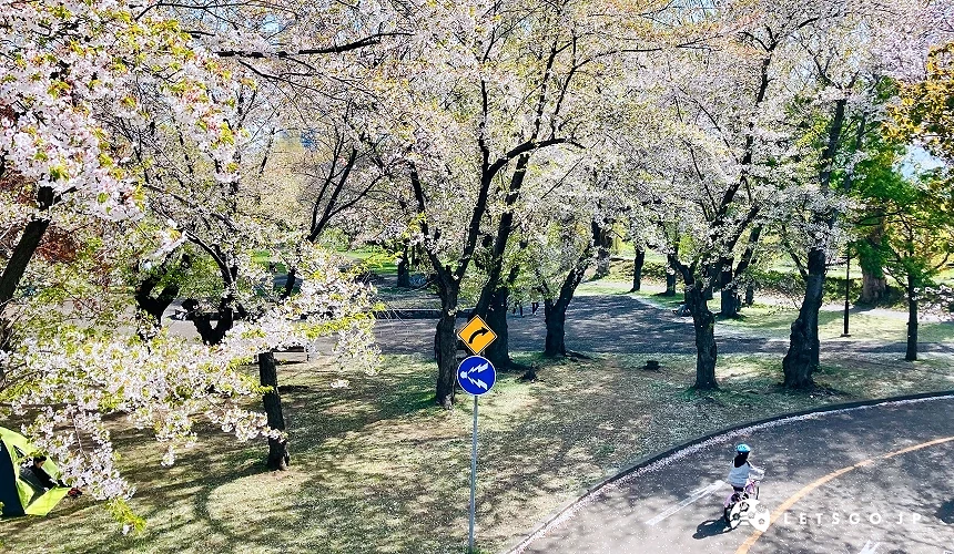 公園的櫻花樹與道路