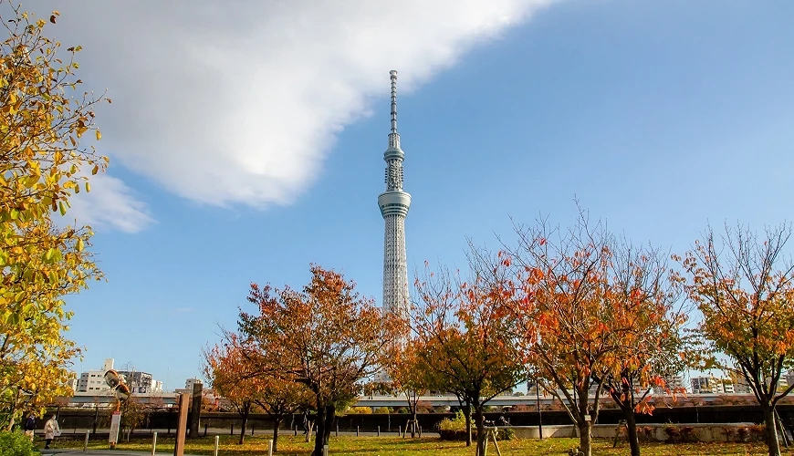 隅田川公園的秋季景色