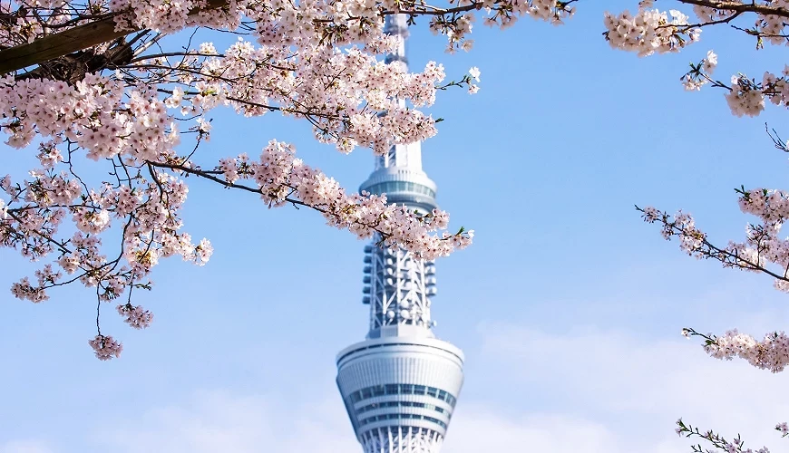 晴空塔與櫻花
