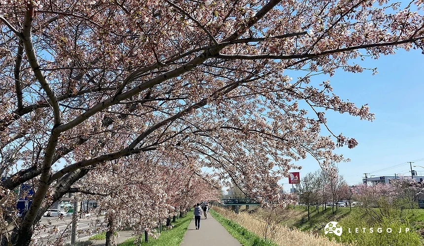 鄉間小路旁盛開的粉色櫻花與藍天