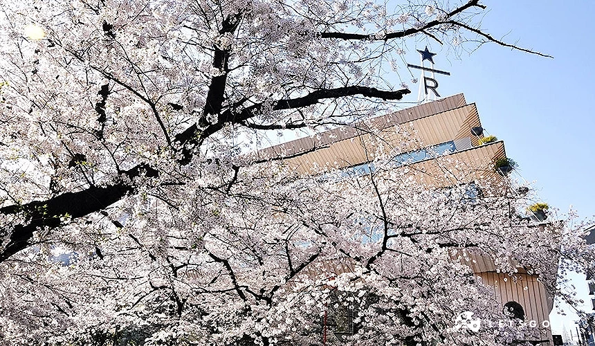 盛開櫻花枝條覆蓋畫面前景,中目黑星巴克臻選東京烘焙工坊建築從樹間露出,頂部可見星巴克臻選標誌