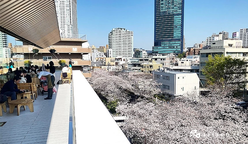 中目黑星巴克臻選東京烘焙工坊露台,顧客坐在戶外座位區,眼前為盛開的目黑川櫻花與周邊城市建築景觀
