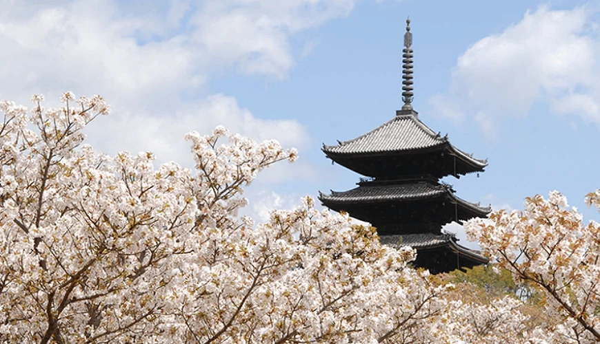 御室櫻與仁和寺五重塔