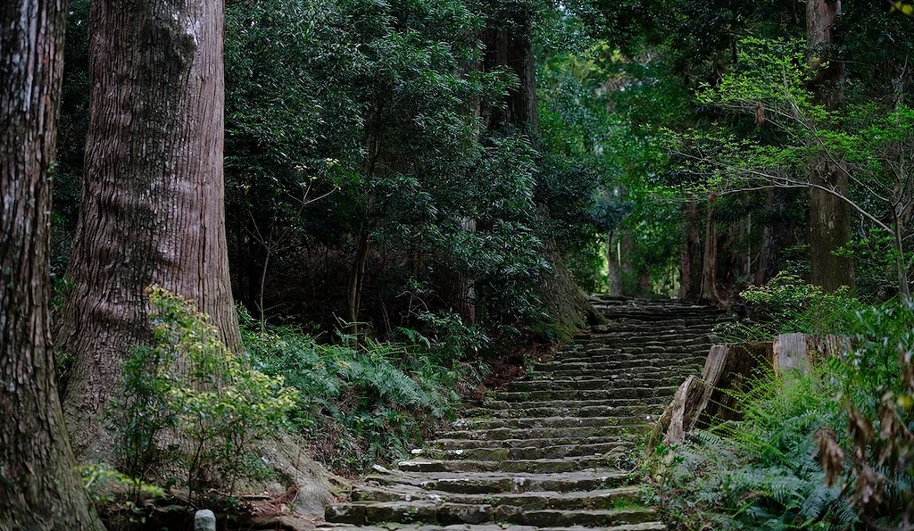 階梯延伸至樹林中