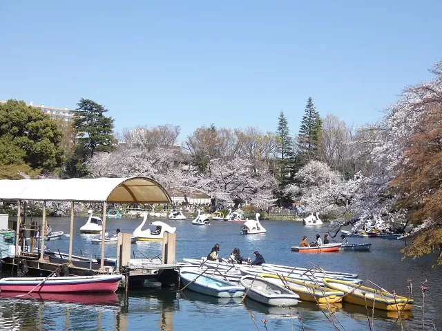 井之頭恩賜公園完全攻略：交通、天鵝船、櫻花楓葉、動物園一次看